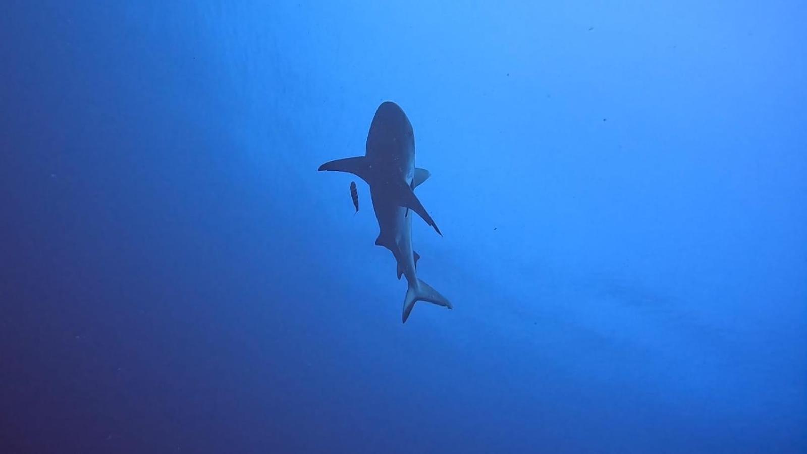 Rashuthere Maldives Rasdhoo Buitenkant foto