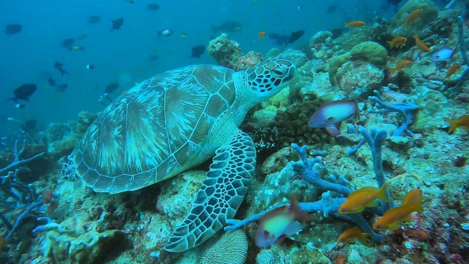 Rashuthere Maldives Rasdhoo Buitenkant foto