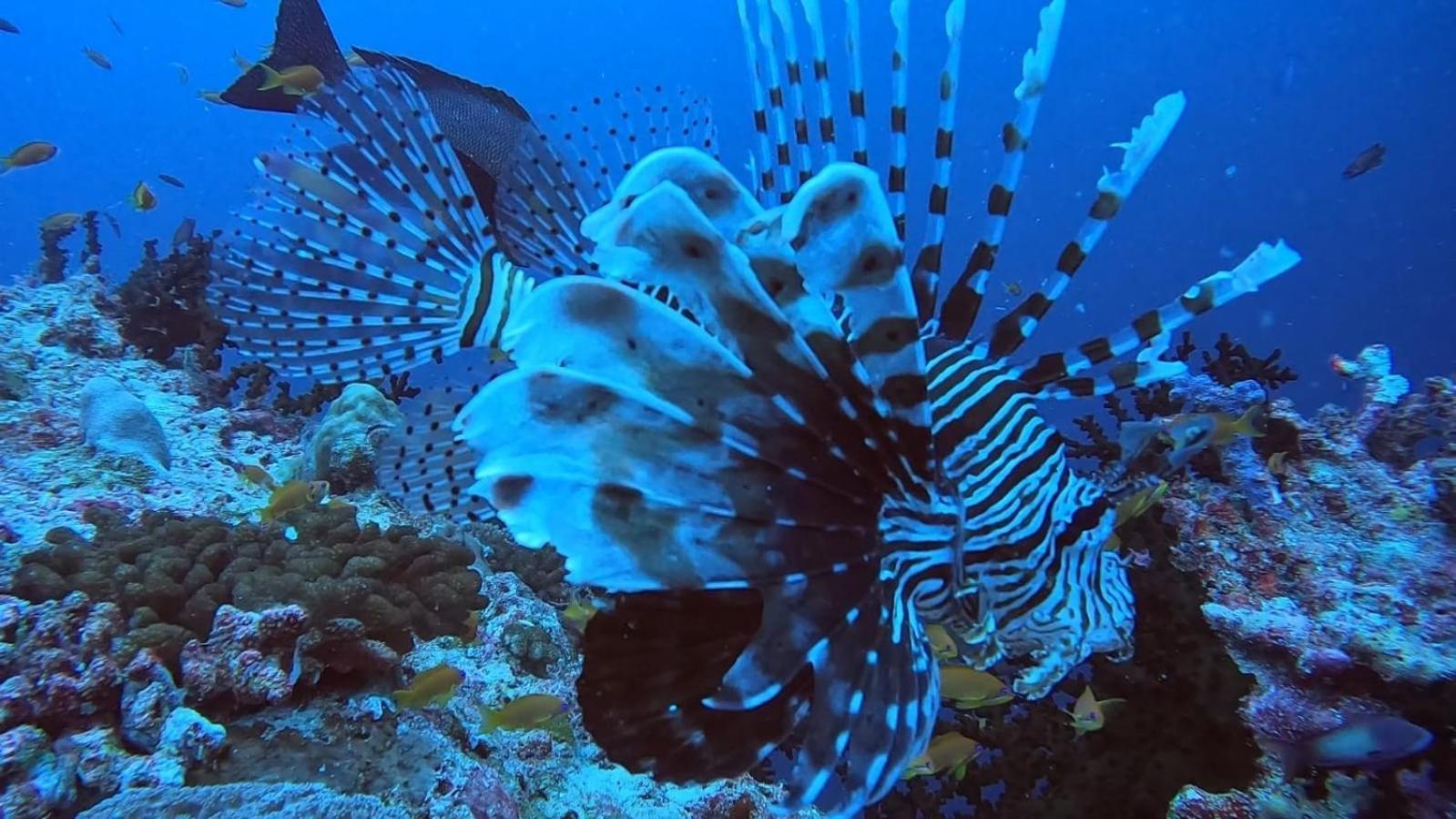 Rashuthere Maldives Rasdhoo Buitenkant foto
